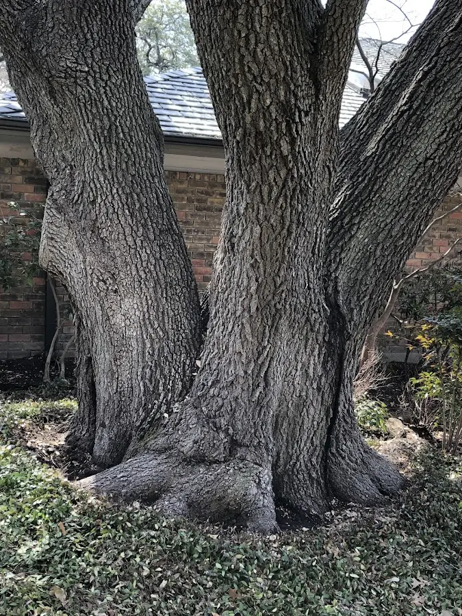 Mature heritage tree close to a Saulsville property cared for by certified arborists